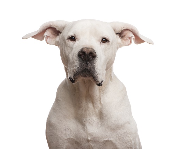A close-up of a Dogo Argentino looking at the camera, one of the new dog breeds