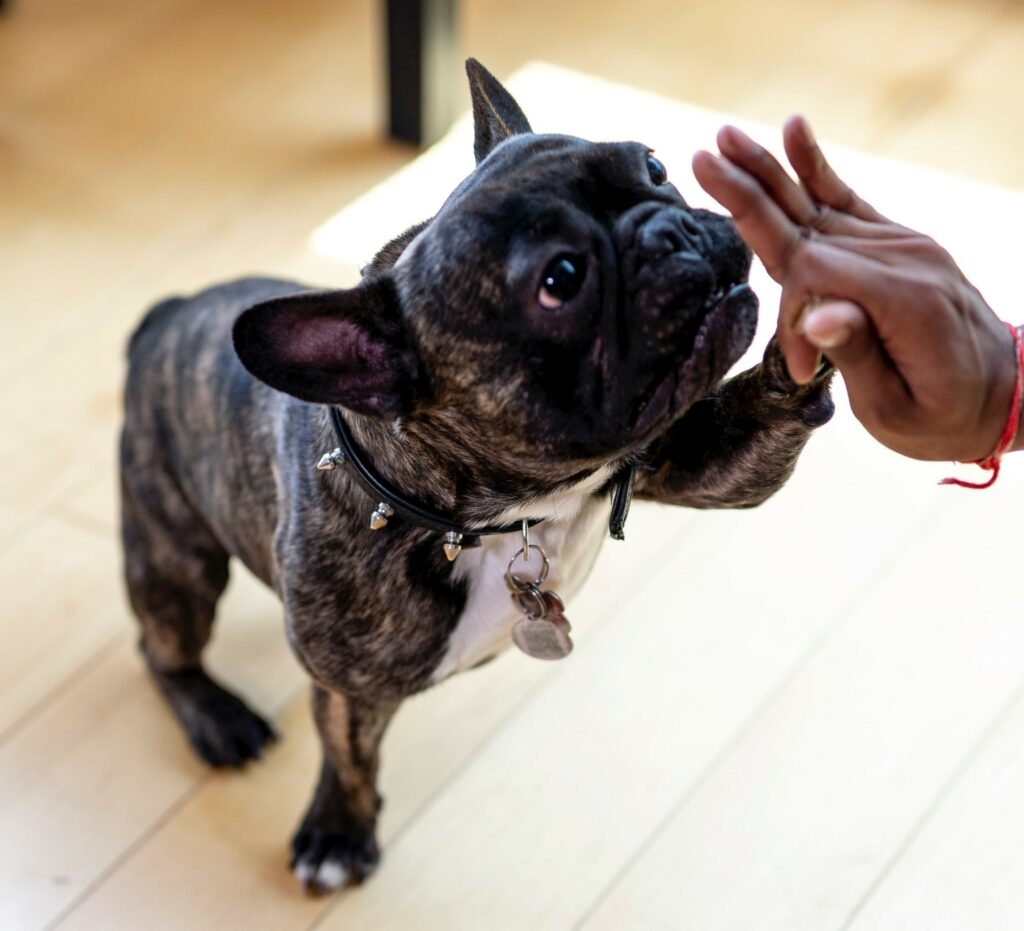 dog behaviourist helps adopted dog unlearn negative behaviours