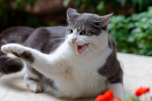 cat needs to have behaviours corrected