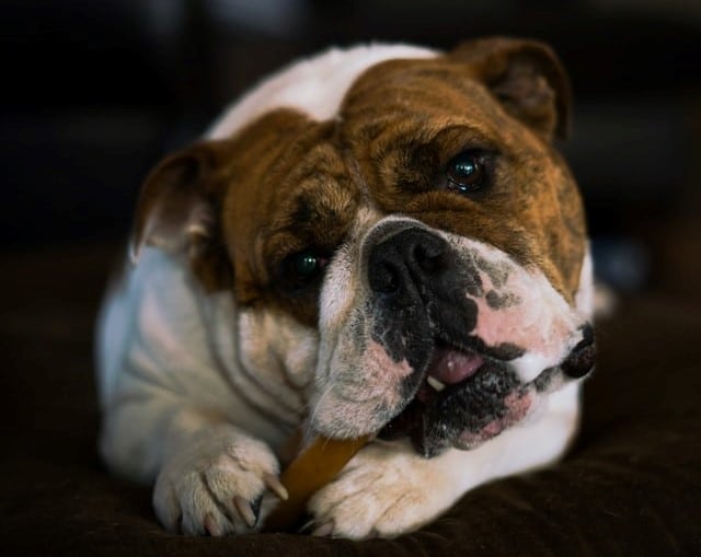 do-dogs-digest-cooked-bones
