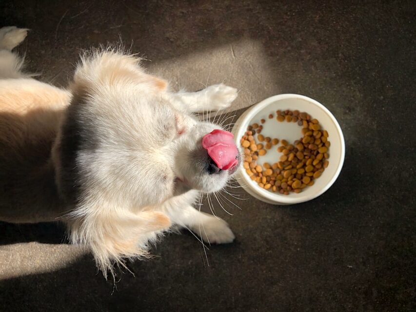 Feed your dog the right portion and food for optimum health