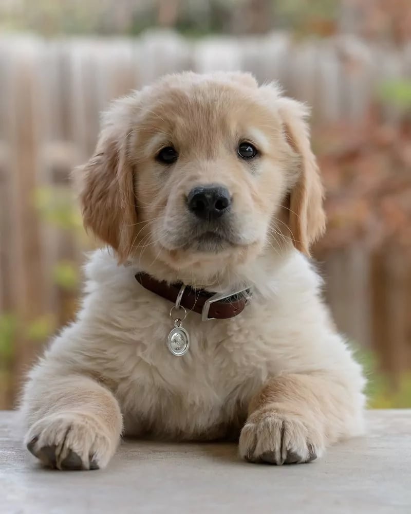 A golden retriever puppy
