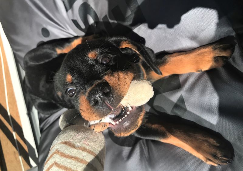 Rottweiler puppy develops cruciate disease in dogs later in life