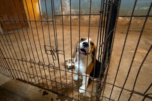 NZ shelters are overburdened with unwanted pets 