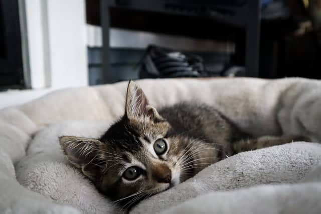 pampered tabby kitten lying in fluffy bed