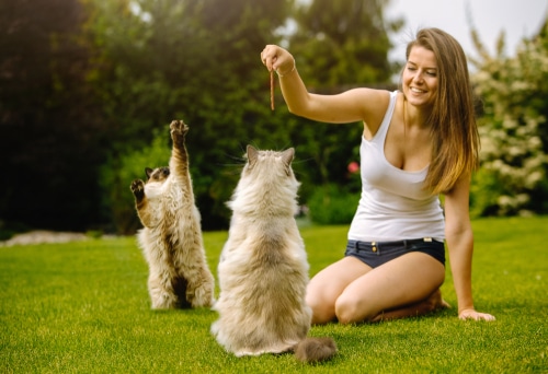 young woman outside on grass playing with stick with two ragdoll cats