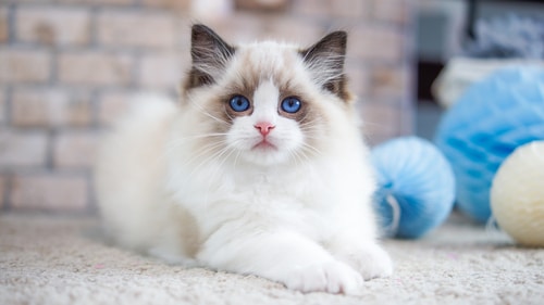 cute light brown and white ragdoll kitten looking directly at camera