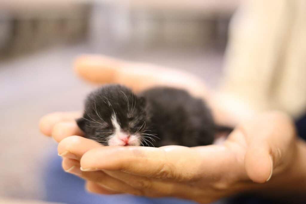 kittens open their eyes
