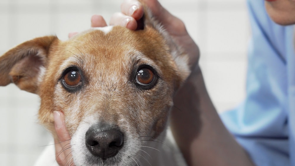 dog ear cropping