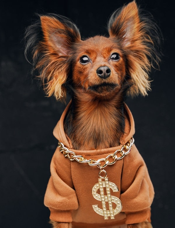 A portrait of a Russen Toy Terrier wearing a jersey and gold chain, one of the new dog breeds