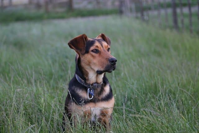 huntaway dog is the third most popular dog breed in new zealand