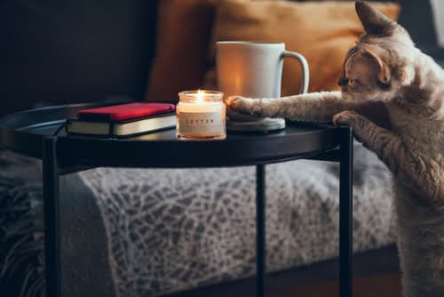 Candles can be harmful to pets like this. 
