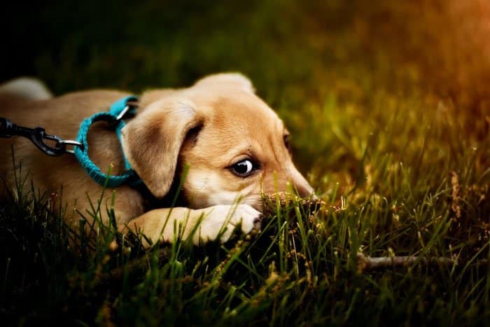 puppy training tips help your home stay clean
