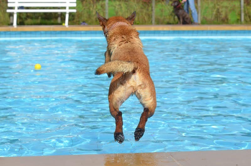 Exercising dogs without walking is happening here with water water fetch instead.
