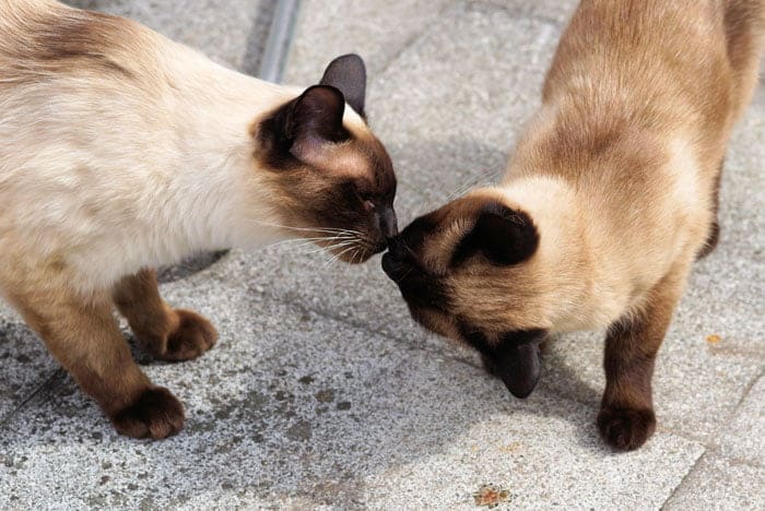 different cat breeds include these Siamese cats