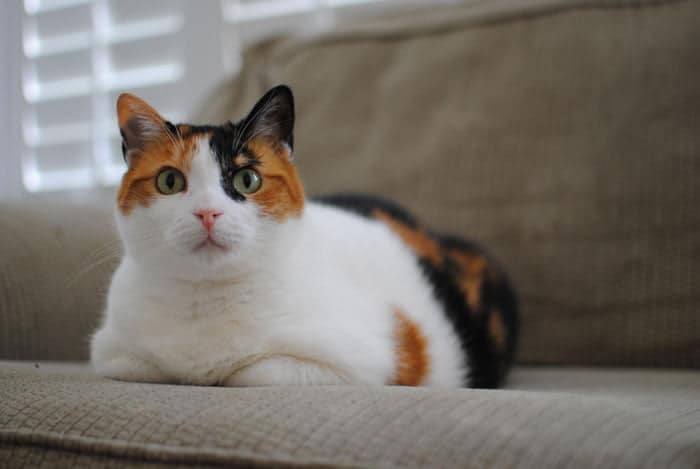 different cat breeds include this calico