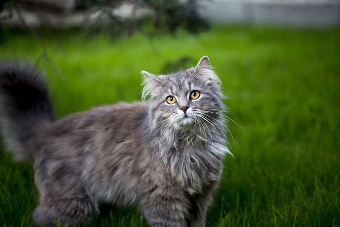 Unique feline breeds include this Main Coon.