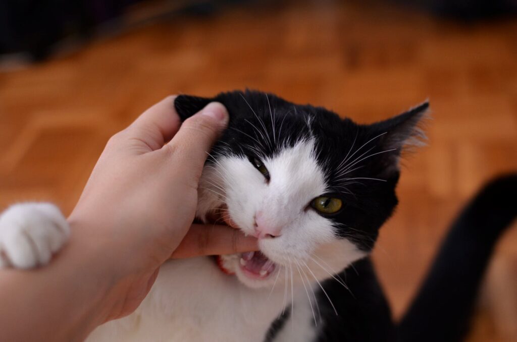 5 things new kitten parents need to know