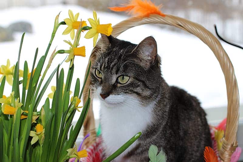 Setting up this pet photography opportunity is all about having your decor at the ready.