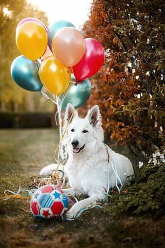 For this type of perfect pet photography, create your setting in a place your pet likes to hang out.