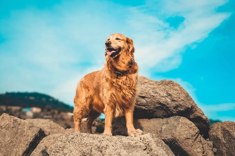 A golden retriever on a rock outside