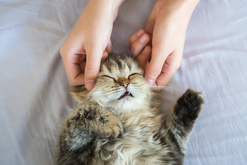 While some fur parents will call cat fur ‘kitty glitter’, giving your cat a proper place to rub against and scratch is a far better option than your furniture. A properly made cat scratching post is the best option.