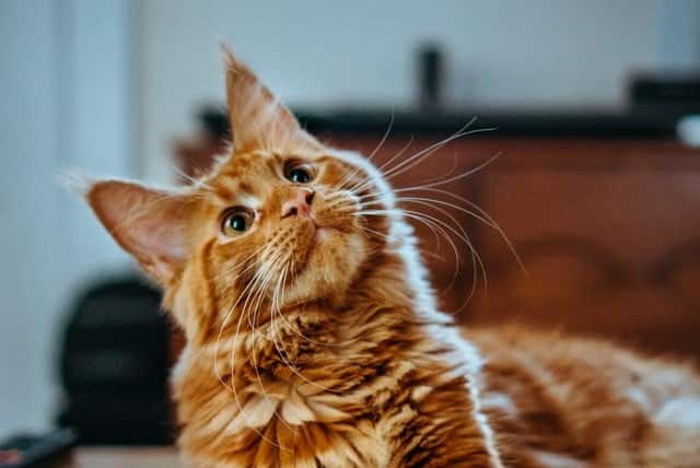 Are all ginger cats male? No, but this one is.