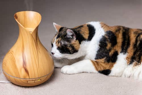 These essential oils are potentially fatal to this cat.