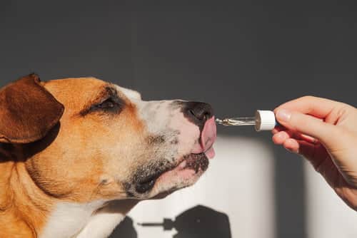 Are Essential Oils Harmful to Cats and Dogs? - PD Insurance NZ