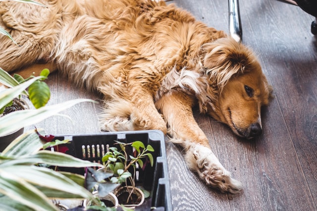 limited mobility is a sign of arthritis in dogs