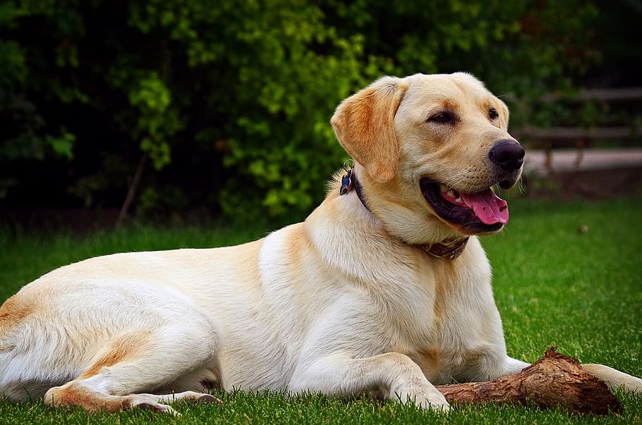 dog gut health