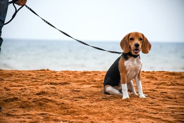 a dog on a leash at the beach, this is responsible dog ownership when taking dog on holiday 