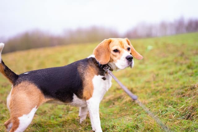 Beagle seizures shop