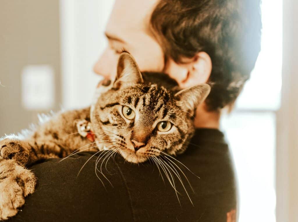 More Kiwis are choosing pet insurance for cats