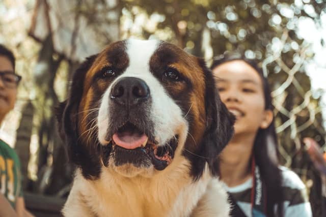 a saint bernard is the biggest dog breed in the world by weight