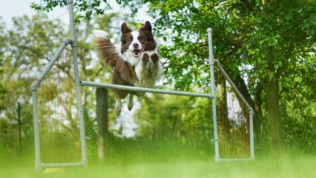Agility training is a favorite pastime for this medium-sized BC dog.
