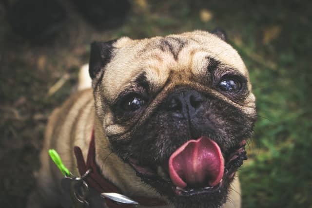 Brachycephalic breeds like this pug can struggle to breath
