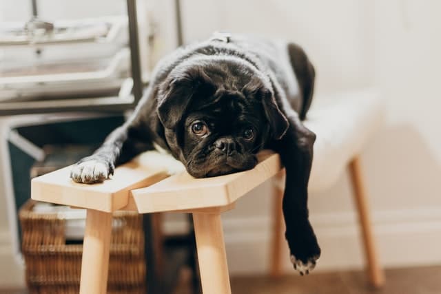this pug is a brachycephalic breed