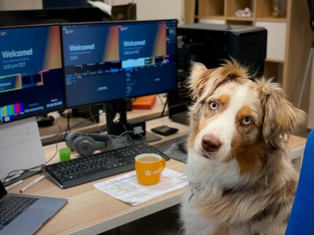 This pup is celebrating Bring Your Dog To Work Day!