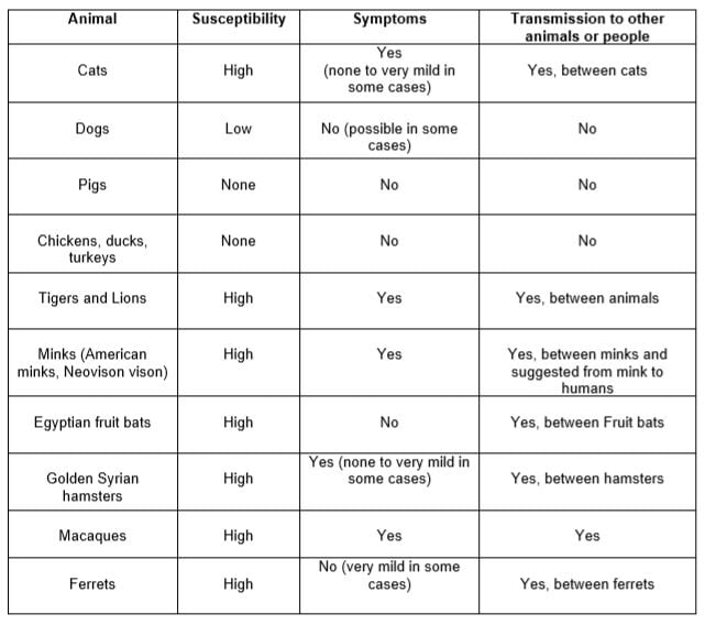 COVID-19 human animal transmission 