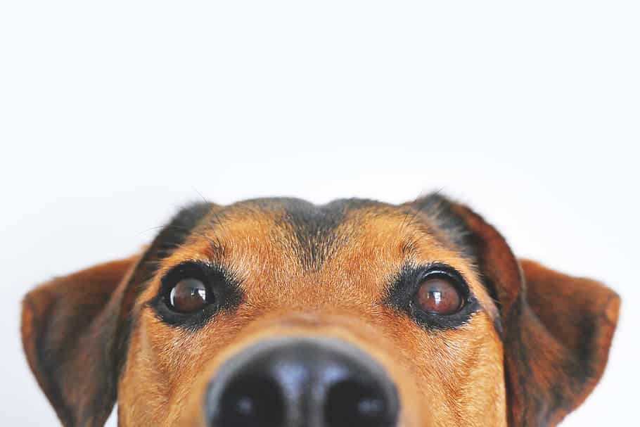 Coronavirus and pets