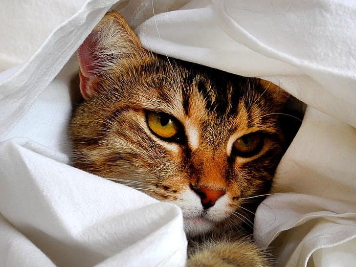 When pets get coronavirus