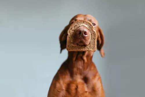can dogs eat bread, yes but it isn't nutritious