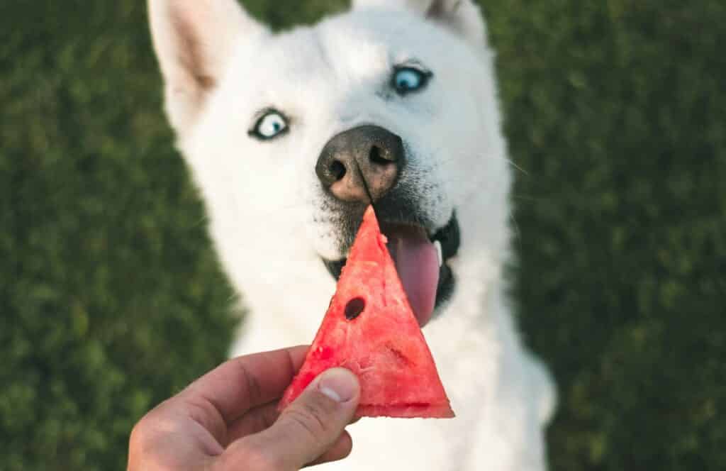 after googling what human food is good for dogs, a pet owner decides to try out watermelon as a dog treat after removing the seeds