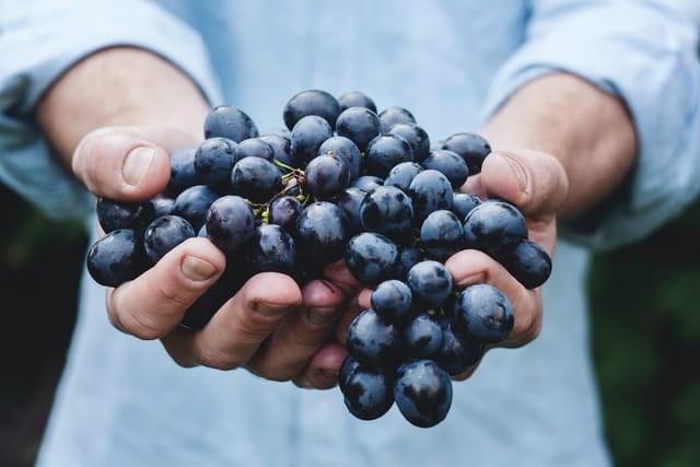 A person holds a bunch of freshly washed black grapes up, about to pack them away after Googling 'what human food is good for dogs?' and learning grapes are poisonous