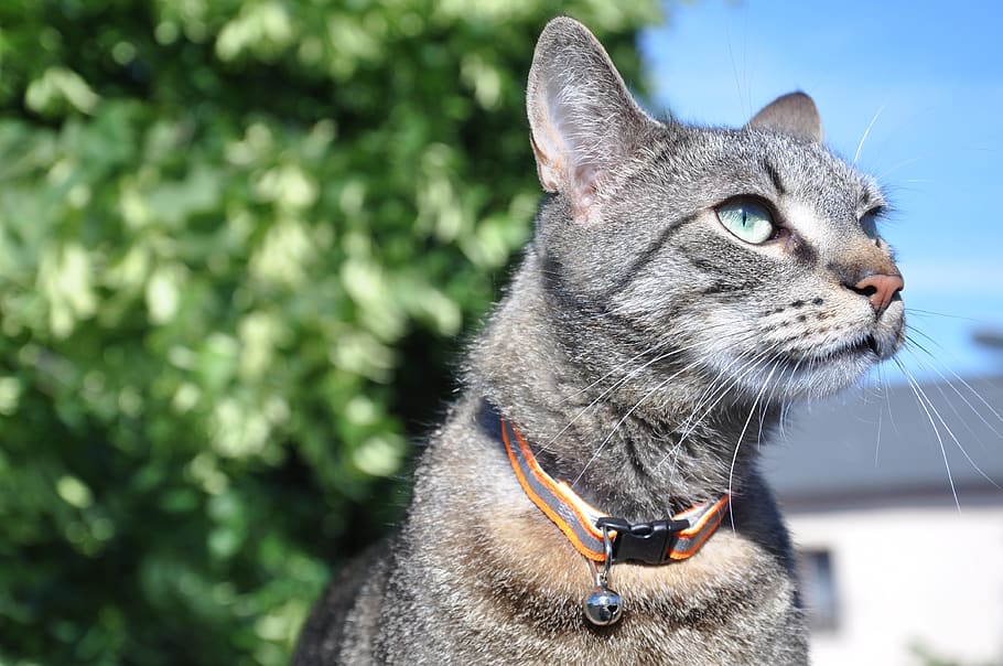 This breakaway collar is designed to unclip if pressure is applied so your kitty can safely ‘break away’. 