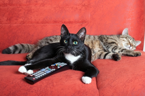 cat movie watching can be for cats too!
