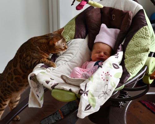 A Bengal cat curiously looks at a sleeping baby in a baby rocker, dressed in pink with a matching hat. The rocker is adorned with floral and leaf patterns. This charming scene highlights the gentle connection between cats and babies, though one must always be cautious of toxoplasmosis.