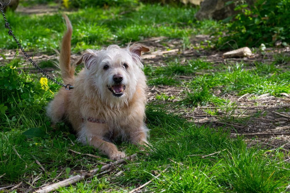 happy golden terrier dog tied by chain on grass