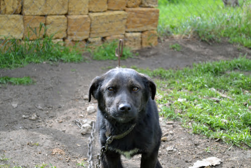 dog chain tying black labrador outside in yard